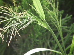 Eragrostis japonica