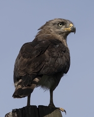 Circaetus fasciolatus