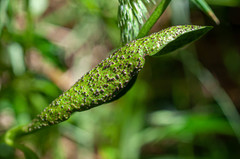 Puccinia cribrata