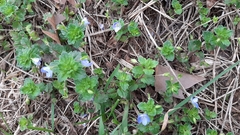 Veronica persica
