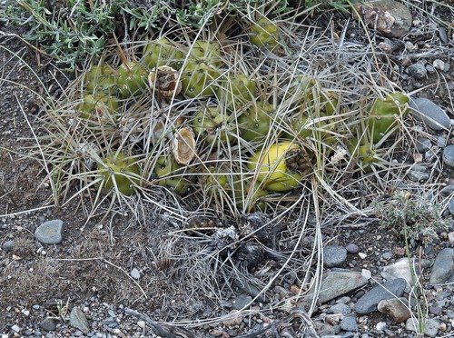 Maihueniopsis platyacantha