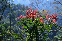 Beilschmiedia erythrophloia