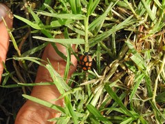 Stiretrus decastigmus