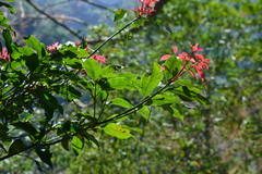 Beilschmiedia erythrophloia