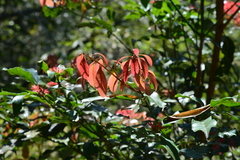 Beilschmiedia erythrophloia