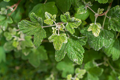 Podosphaera mors-uvae