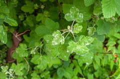 Podosphaera mors-uvae