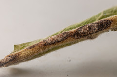 Rhexocercosporidium bellocense