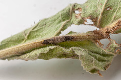 Rhexocercosporidium bellocense