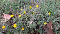 Calendula arvensis