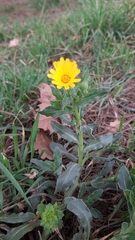 Calendula arvensis