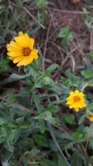 Calendula arvensis
