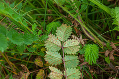 Phragmidium sanguisorbae