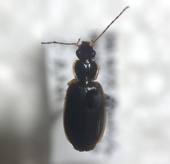 Cymindis limbata