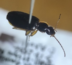 Cymindis limbata