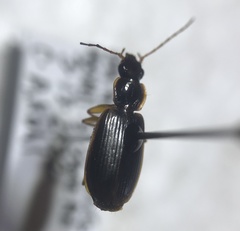 Cymindis limbata