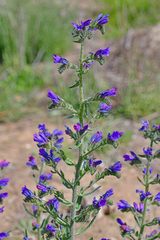 Echium vulgare