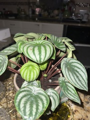 Peperomia argyreia