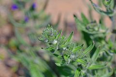 Echium vulgare