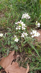 Diplotaxis erucoides