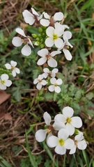 Diplotaxis erucoides