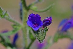 Echium vulgare
