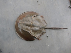 Carcinoscorpius rotundicauda