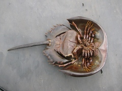 Carcinoscorpius rotundicauda