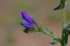 Echium vulgare