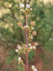 Boswellia ovalifoliolata