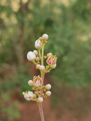 Boswellia ovalifoliolata