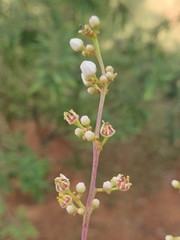 Boswellia ovalifoliolata