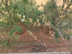 Boswellia ovalifoliolata