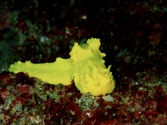 Notodoris citrina