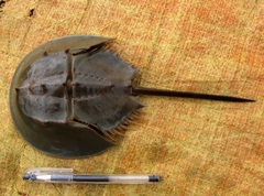 Tachypleus gigas