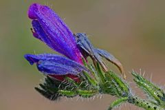 Echium vulgare
