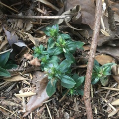 Gentiana bambuseti