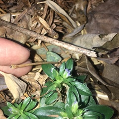 Gentiana bambuseti