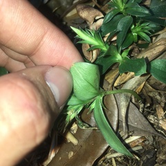 Gentiana bambuseti