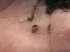 Cymothoida