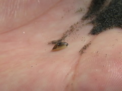 Cymothoida