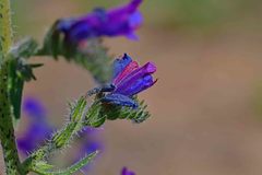 Echium vulgare