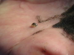 Cymothoida