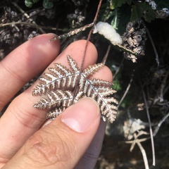 Aleuritopteris formosana