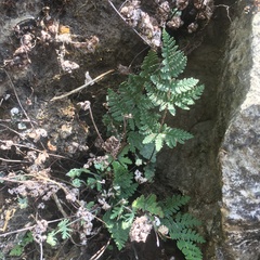 Aleuritopteris formosana