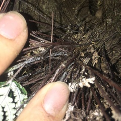 Aleuritopteris formosana