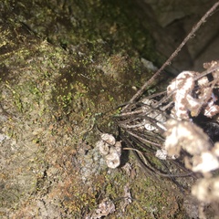 Aleuritopteris formosana