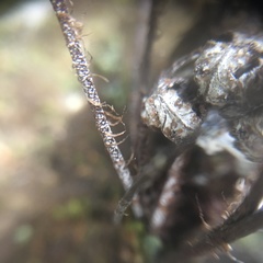 Aleuritopteris formosana