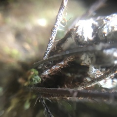 Aleuritopteris formosana