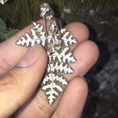 Aleuritopteris formosana